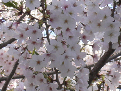 sakura.JPG