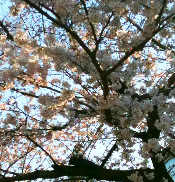 2011sakura.jpg